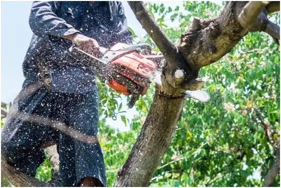 tree services Pflugerville